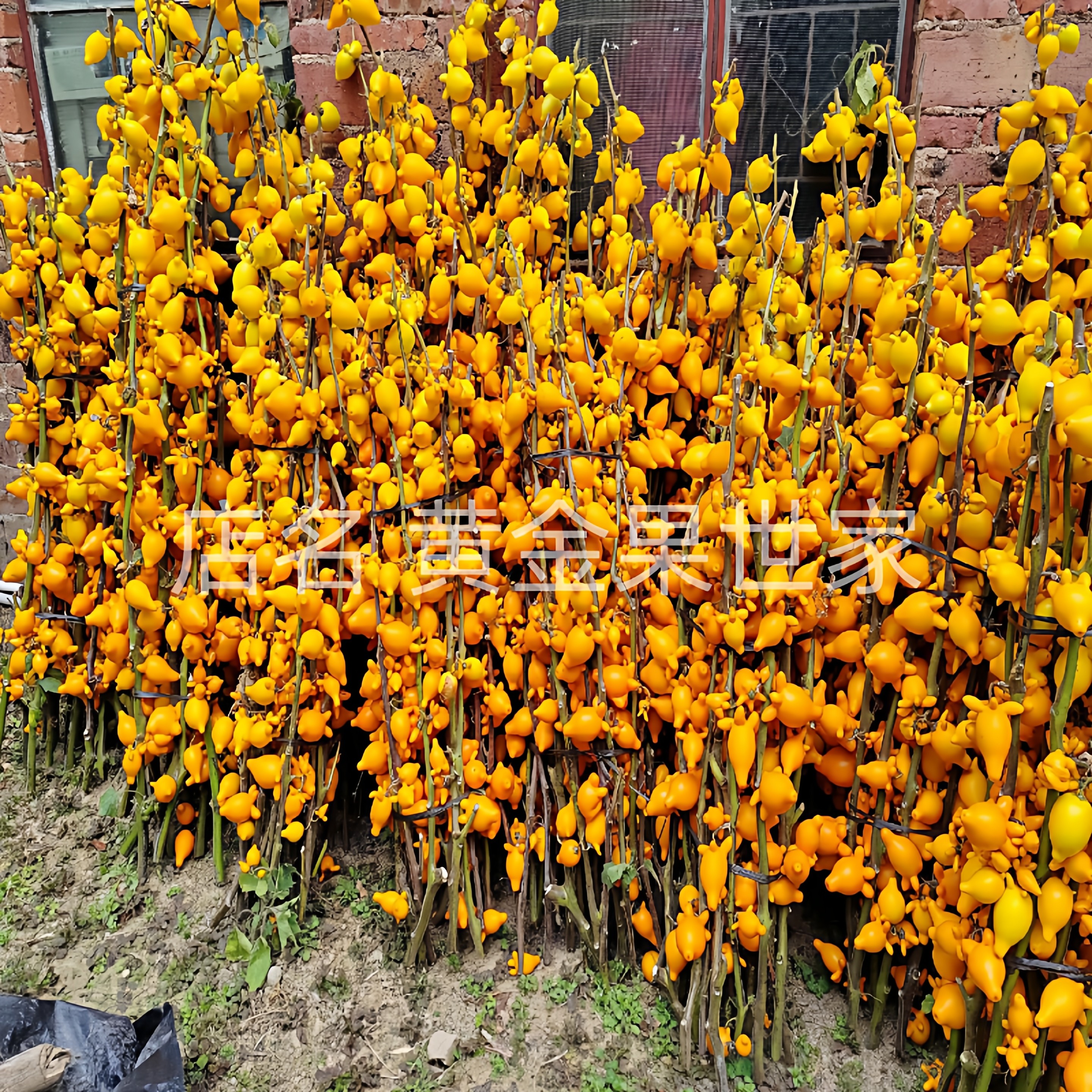 五代果枝条五代黄金果鲜切枝同堂果多叉黄金福禄果家居插花材产地,淘宝优惠券,粉丝福利购,淘宝优惠卷