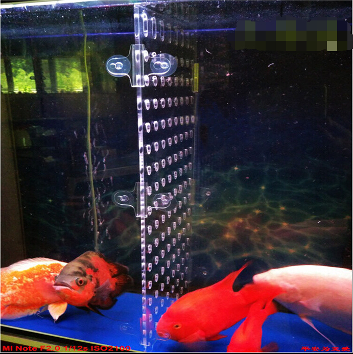 鱼缸隔离板定制龙鱼鱼缸隔离板鱼苗分离板罗汉鱼缸隔板亚克力 - 图1