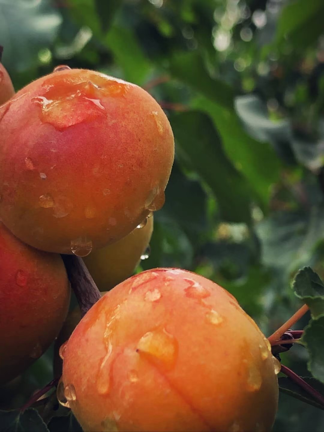 【顺丰4斤】正宗新疆阿克苏小红杏吊干杏子新鲜水果四团小红杏,淘宝优惠券,粉丝福利购,淘宝优惠卷