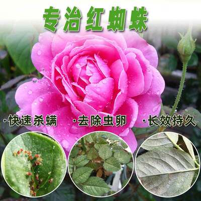 花夏净24 联肼 螺螨酯红蜘蛛杀虫剂 虎窝淘