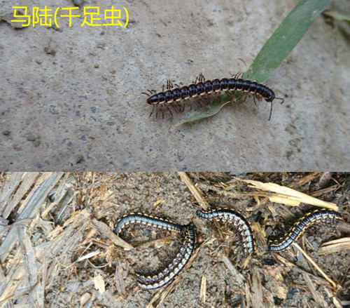 辛硫磷颗粒撒施型土壤除杀虫剂土蚕蛴螬鼠妇马陆蜈蚣千足虫地老虎 - 图2