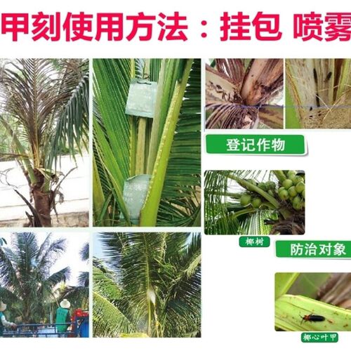 国光甲刻吡虫啉杀虫单椰心叶甲杀虫剂椰甲必治椰甲清槟榔棕榈树药 - 图0