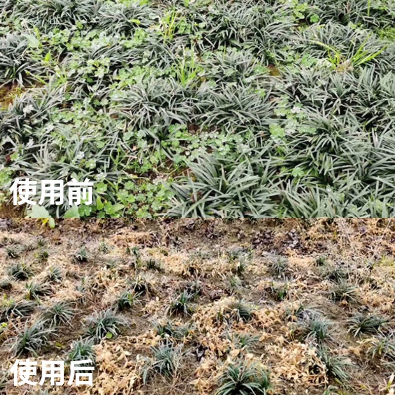 坪安玉龙净 爱麦盛 除草剂矮麦冬玉龙草鸢尾草坪中禾阔莎全除农药 - 图1