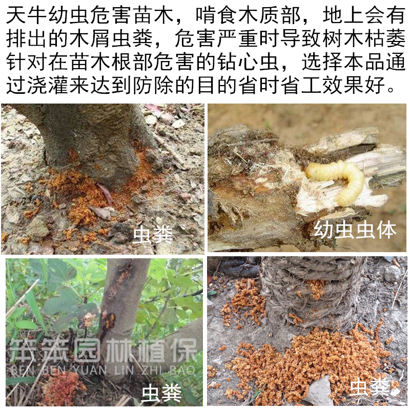 淇林根除蛀根部浇灌防除天牛钻心虫蛤虫蛀木吉丁小蠹虫绿化杀虫剂 - 图3