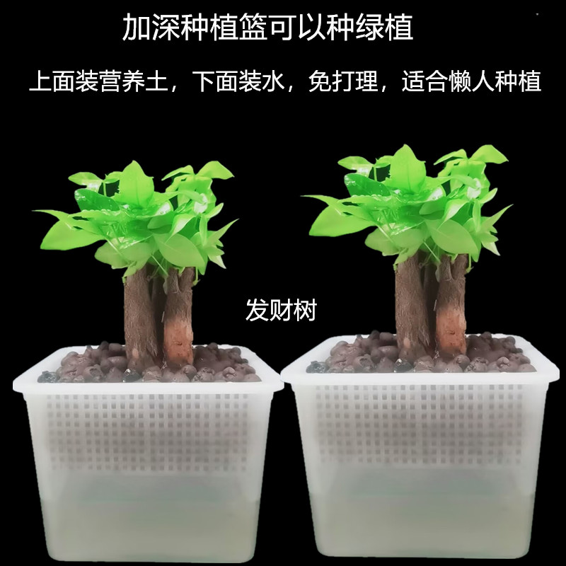 透明水培花盆育苗盘无土栽培种菜盆芽苗菜水培盘花生芽植物神器 - 图1