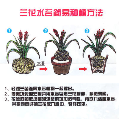 智利进口水苔干苔藓兰花多肉介质青苔水草石斛育苗种植营养土包邮 虎窝淘