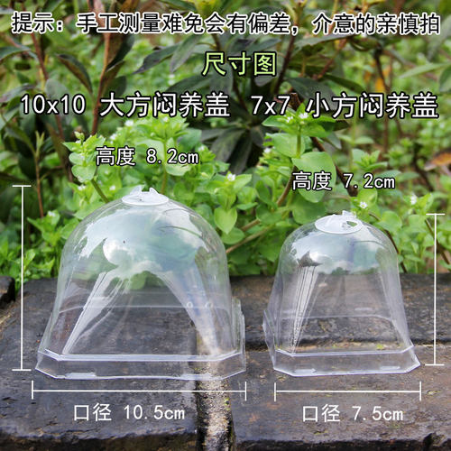 陌陌园艺多肉小方黑方闷养盖大方育苗盖方口万象盆玉露闷养满包邮 - 图1