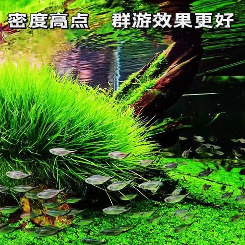 黑尾大勾群游鱼草缸小型活体热带观赏鱼淡水天使红大勾扯旗灯科鱼 - 图3