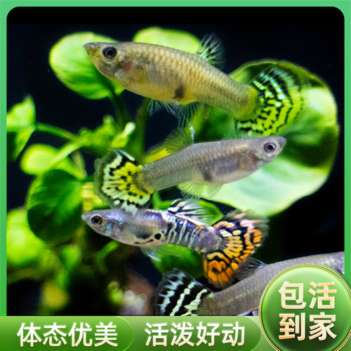 热带鱼小型观赏鱼孔雀鱼凤尾鱼活鱼精品美国全红胎生鱼易繁殖 - 图3