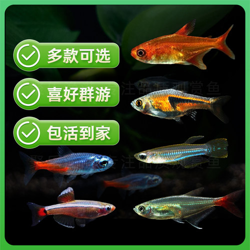 灯科鱼合集宝莲灯红绿灯斑马活体观赏鱼热带鱼活体 小型 - 图3