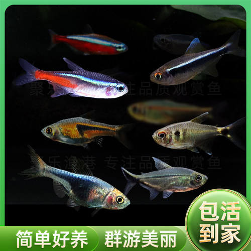 灯科鱼合集宝莲灯红绿灯斑马活体观赏鱼热带鱼活体 小型 - 图2