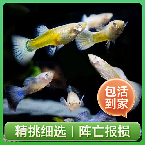 热带鱼小型观赏鱼孔雀鱼凤尾鱼活鱼精品美国全红胎生鱼易繁殖 - 图2