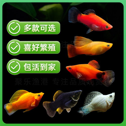胎生鱼活体玛丽月光牡丹米奇黑尾猫淡水观赏繁殖玛丽球小型热带鱼 - 图2