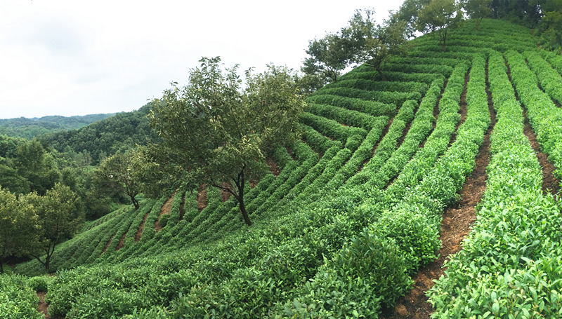 信阳毛尖2024新茶叶高山绿茶雨前嫩芽浓香春茶散装500g - 图2