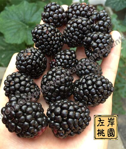 树莓苗黑莓苗 南北方 单双季 黑红黄树莓 盆栽地栽果树苗当年结果 - 图1
