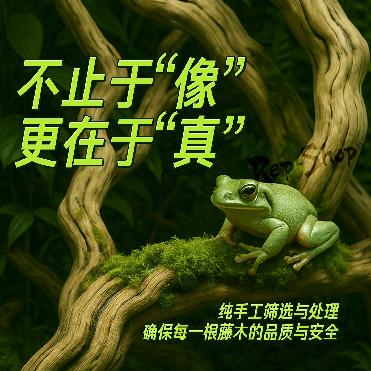 霸王藤木爬宠缸造景树木蛇睫角守宫树枝树蛙鬃狮饲养箱攀爬木藤条,淘宝优惠券,粉丝福利购,淘宝优惠卷