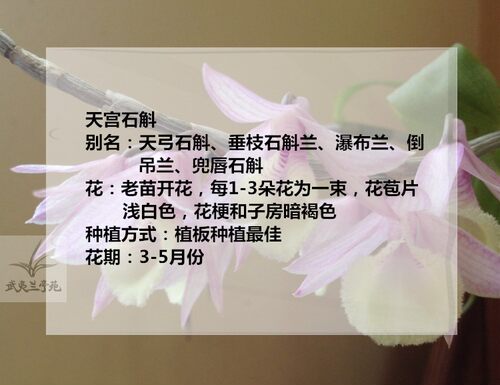 天宫石斛带花苞鼓槌球花金钗叠鞘铁皮盆栽盆观赏花卉浓香石斛花 - 图0