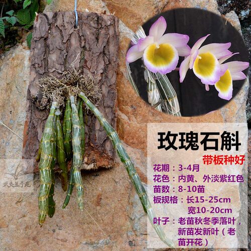 石斛盆栽 带花苞  带板栽好 铁皮鼓槌金钗叠鞘石斛兰花卉绿植包邮 - 图0