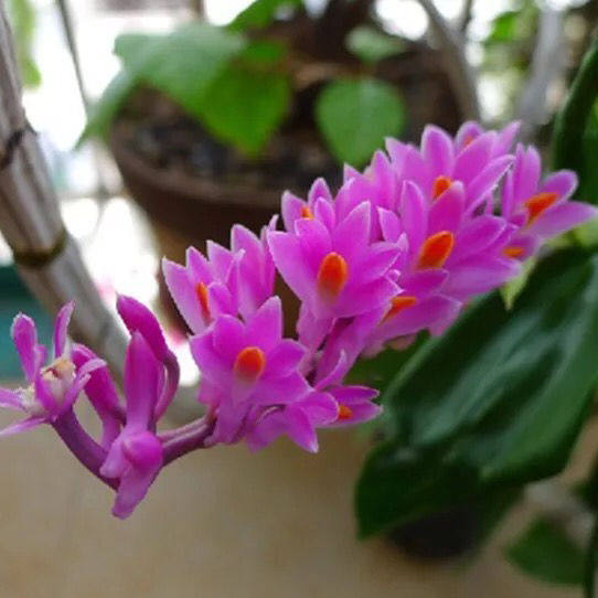 红牙刷石斛铁皮石斛兰花室内花盆栽绿植物假山花卉比多肉好养包邮,淘宝优惠券,粉丝福利购,淘宝优惠卷