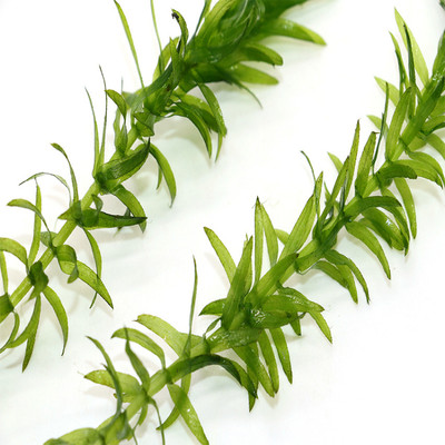 净水植物蜈蚣草绿菊淡水鱼缸造景懒人水草水芙蓉水葫芦浮萍耐低温 虎窝淘