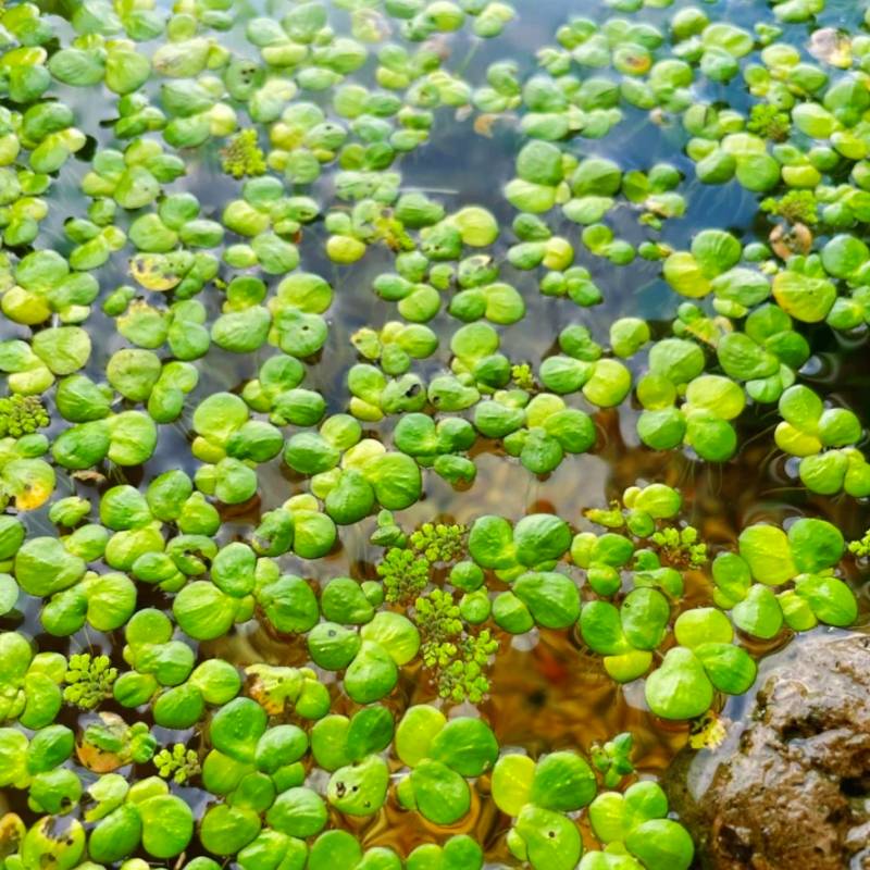 鱼缸浮萍植物无土水培水生植物种子槐叶萍水芙蓉兔耳净化水质水草