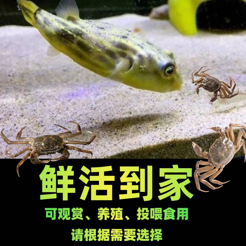 淡水蟹苗观赏小螃蟹河蟹狗头河豚乌龟宠物蟹深水蟹活体爬宠迷你蟹