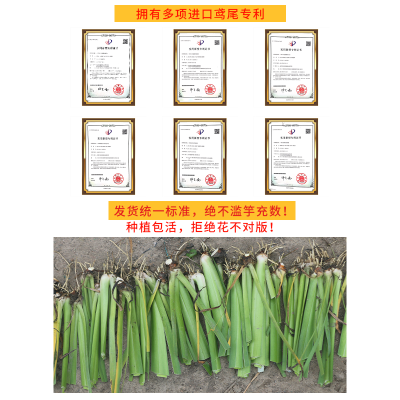 盆栽路易斯安娜鸢尾美国进口苗花园庭院花坛户外绿植植物常绿水生 - 图3