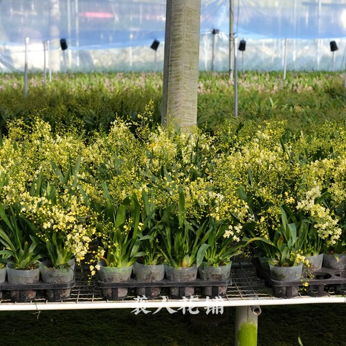 兰花苗文心兰带花苞盆栽水养植物带盆发货梦香兰迷你室内花卉 - 图1