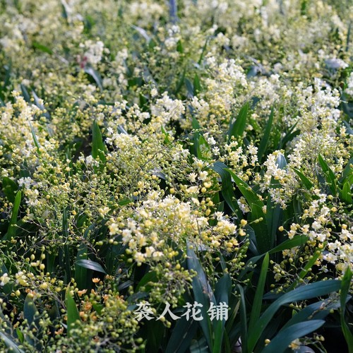 兰花苗文心兰带花苞盆栽水养植物带盆发货梦香兰迷你室内花卉 - 图0