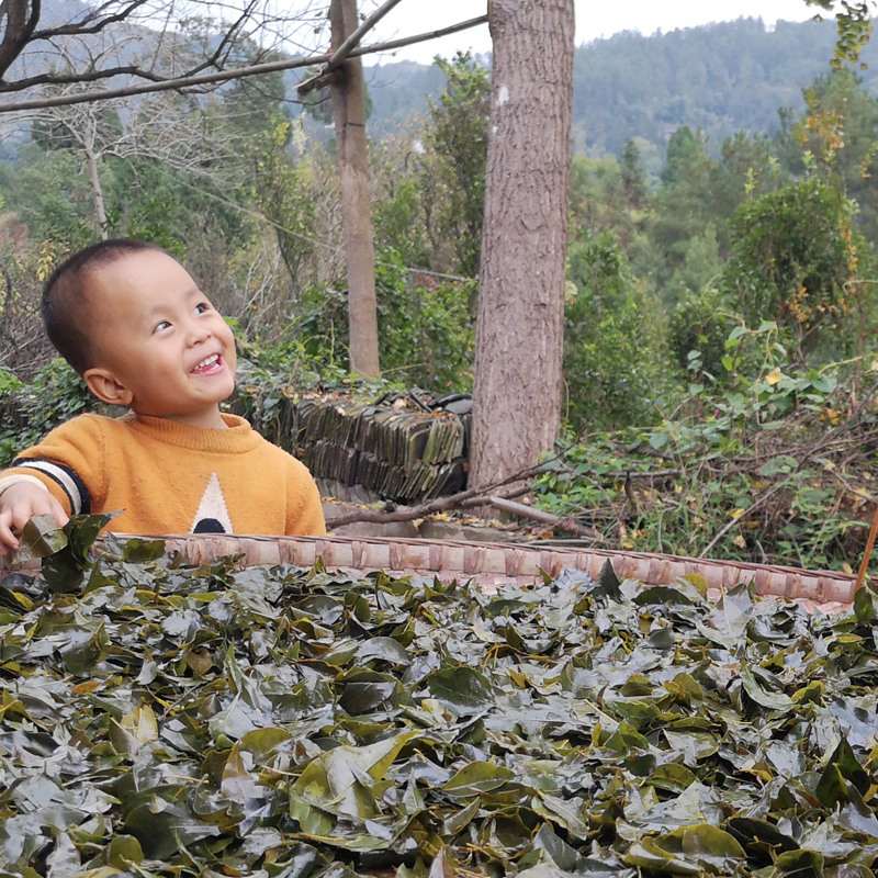 贵州特产毛冬青茶野生苦丁茶特级小叶苦丁发酵袋装新茶正品凉茶叶 - 图1