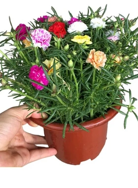 大花卉好养枝条盆栽苗苗宿根太阳花重瓣带花苞觅带根马齿植物