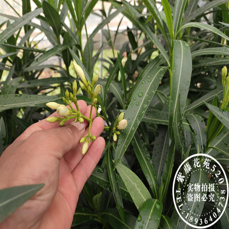 庭院花卉夹竹桃植物花树苗室外盆栽大苗小苗四季常青工程绿化用苗 - 图3