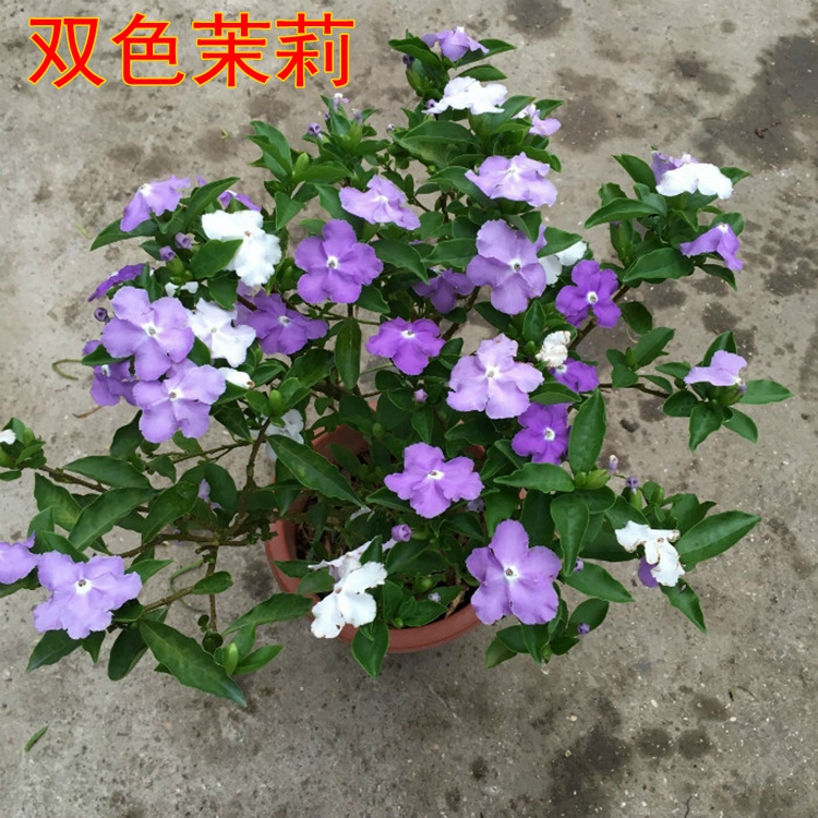 白茉莉花苗室内阳台盆栽绿植花卉四季开花双色茉莉花卉-图1