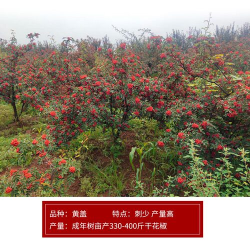 陕西韩城花椒树苗大红袍花椒苗非四川高产无刺少刺盆栽地栽食用 - 图1