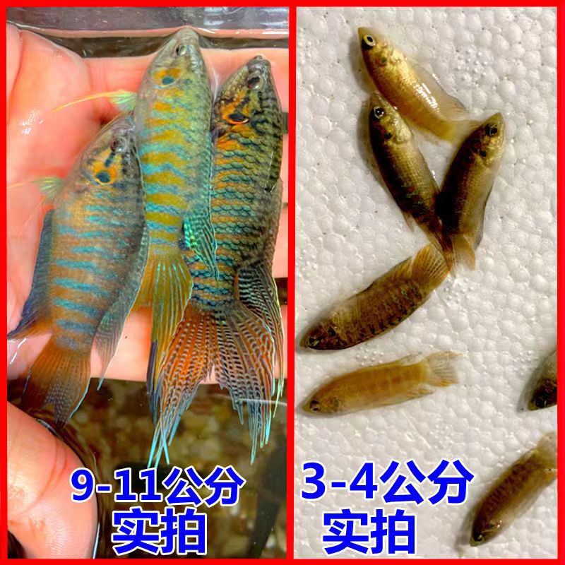 商品详情图片