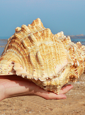 天然石号螺金口蛙螺石