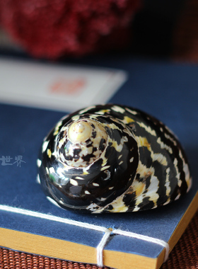 黑金刚南非蝾螺天然海螺贝壳标本收藏摄影道具鱼缸布景橱窗设计