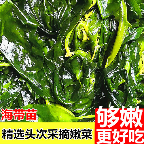 海带苗新菜嫩苗特级新鲜霞浦海带苗海带头丝火锅商用凉拌裙带菜干 - 图1