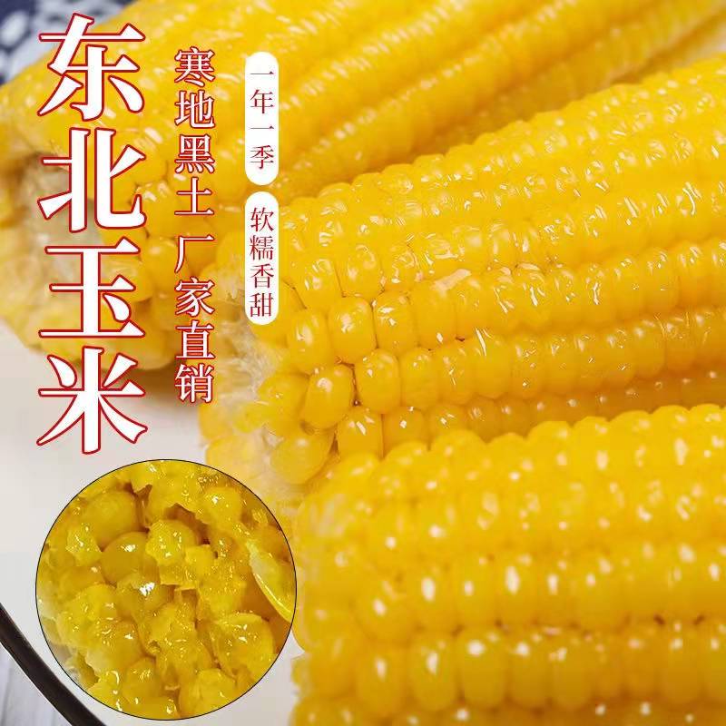 绿牧山玉米新鲜糯玉米旗舰店10*200g东北糯玉米早安大苞米黏玉米-图1