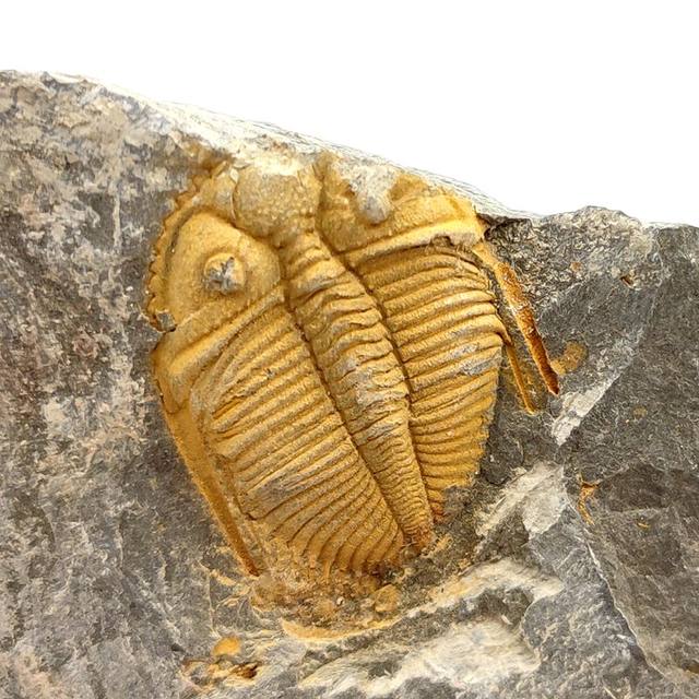 Natural paleontological fossil rough stone crown worm trileaf
