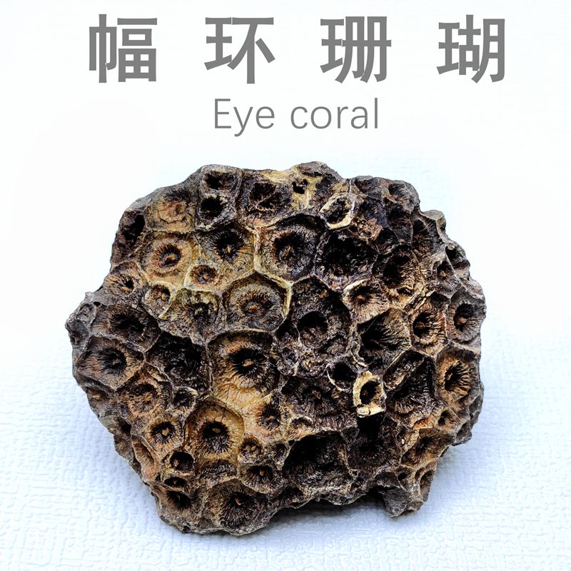 贈物 Agatized coral 化石珊瑚 珊瑚玉 花石 瑪瑙化珊瑚