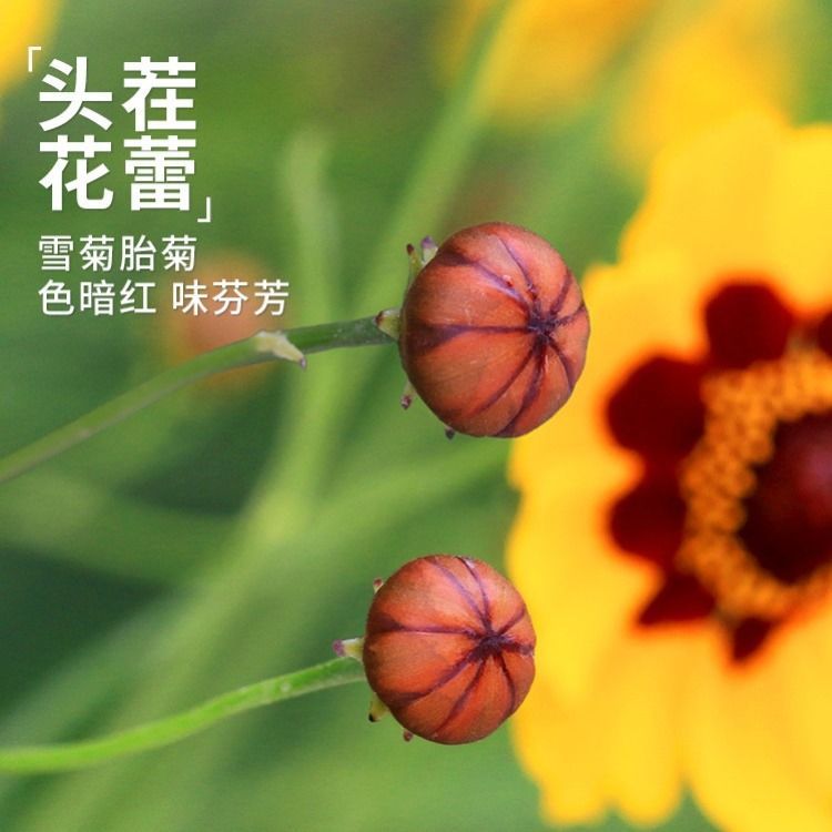 新疆胎菊昆仑雪菊冰山高寒特级野生菊花茶夏季泡水养生茶