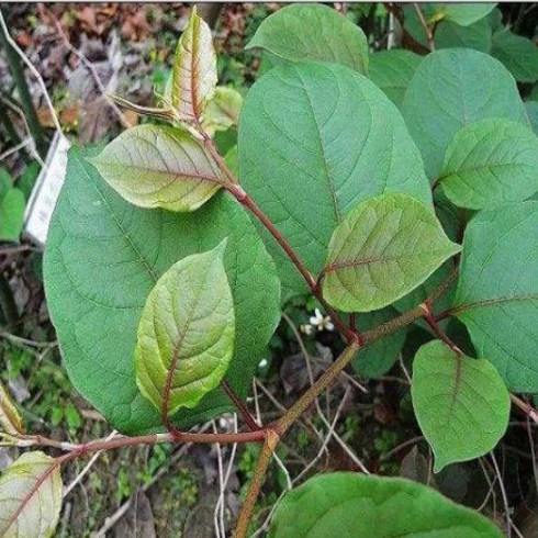 带根虎杖种苗鲜新花斑竹酸筒杆竹酸桶笋酸汤梗可食用带苞芽种苗 - 图3