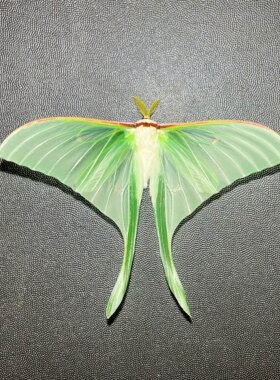 无鳞绿尾大蚕蛾天蚕蛾 A1未展翅原蛾飞蛾蝴蝶昆虫标本手工diy定制