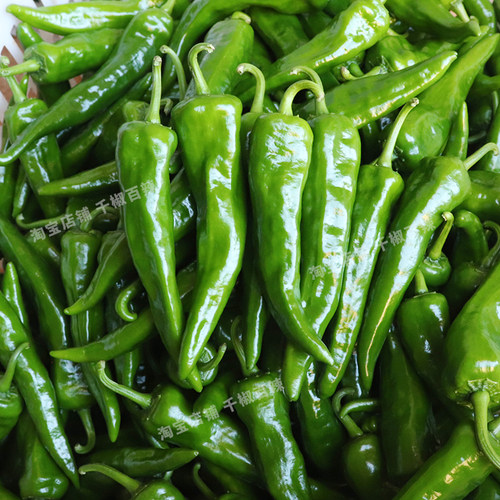 辣妹子鲜辣椒5斤青椒特辣腌辣椒朝天椒剁椒小米蔬菜农家自种蘸酱3 - 图1