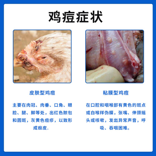 鸽痘鸡痘散康复专用鸡冠长癣眼睛长痘格斗灵鸡豆净禽用饲料添加剂 - 图0
