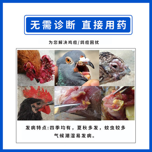 鸽痘鸡痘散康复专用鸡冠长癣眼睛长痘格斗灵鸡豆净禽用饲料添加剂 - 图1