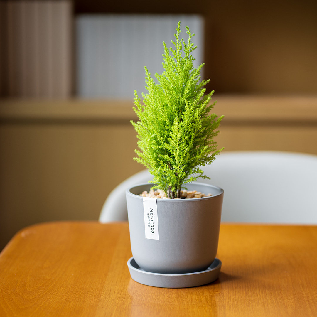 mofacoco香松盆栽北欧风绿植物礼金冠柏圣诞树办公桌面好养活,淘宝优惠券,粉丝福利购,淘宝优惠卷