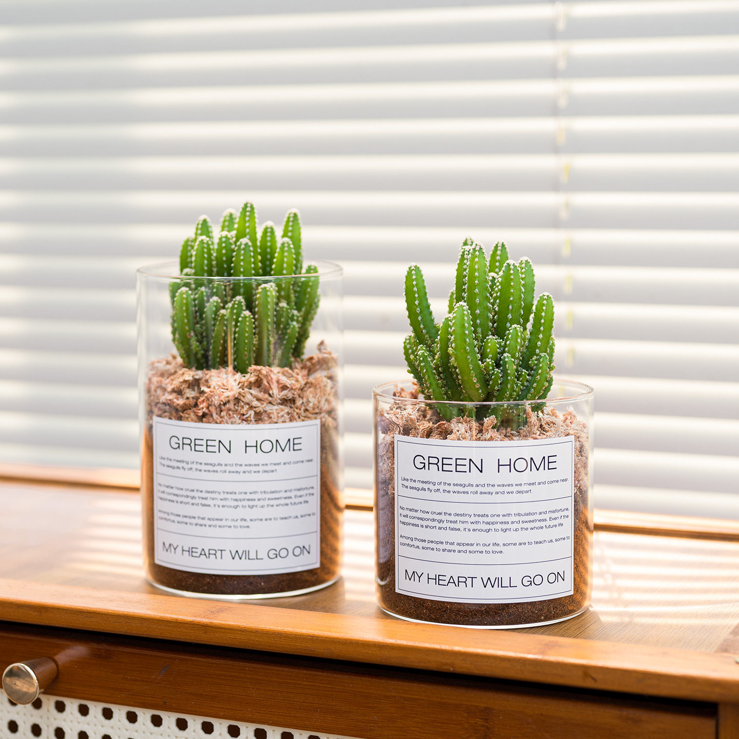 Mofacoco仙人掌万重山多肉绿植物桌面办公室内仙人球阳台耐旱好养,淘宝优惠券,粉丝福利购,淘宝优惠卷