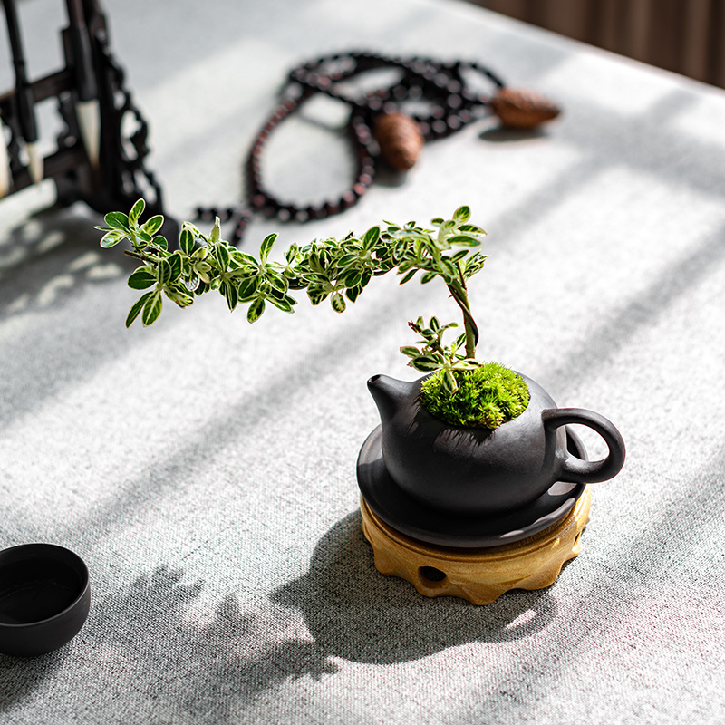 六月雪悬崖创意紫砂西施茶壶盆栽造型盆景迷你小绿植茶桌生日礼物 - 图1